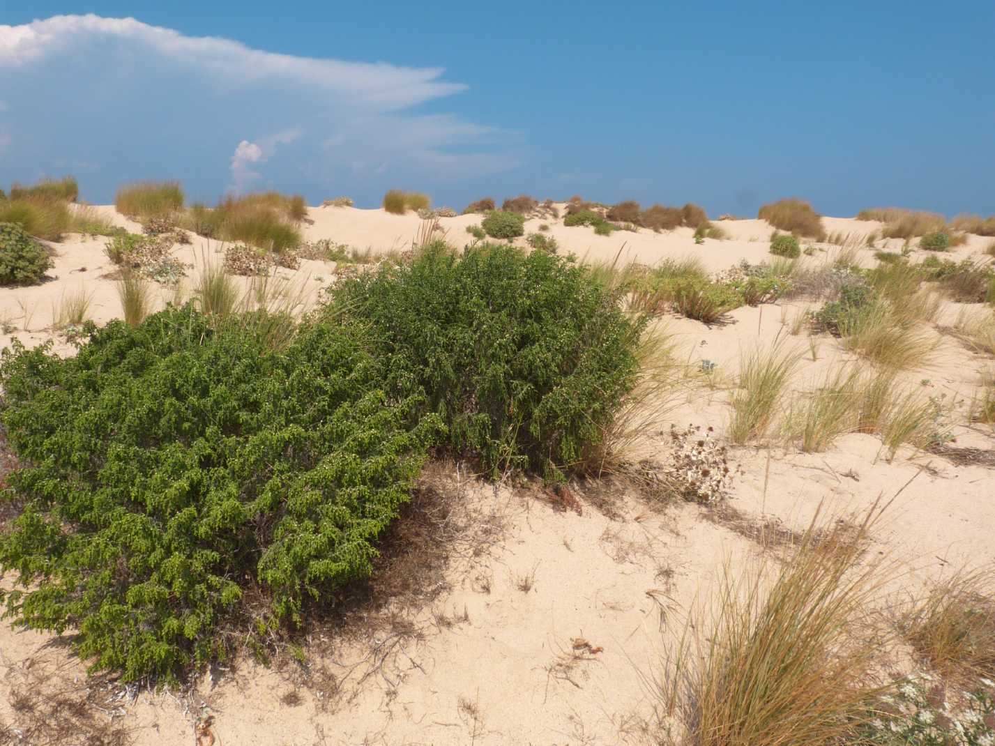 Thymelaea hirsuta / Timelea barbosa